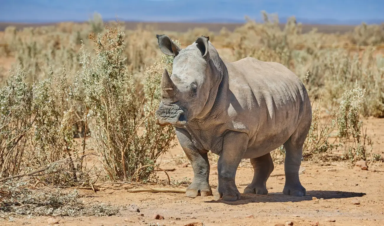 Saving the white rhinos